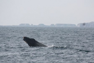 Observacion de ballenas